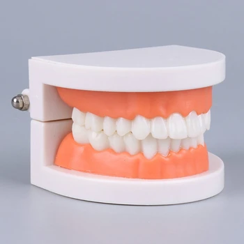 E5BA Протези Дентални зъби Преподаване Модел Венци за възрастни Стандартен демонстрационен инструмент Приложим Детска градина Четкане Преподаване