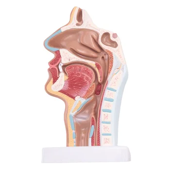 Човешки анатомичен нос кухина гърлото анатомия модел за наука класна стая проучване дисплей преподаване модел